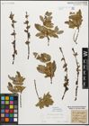 Foto von Salix myrsinifolia Salisb.